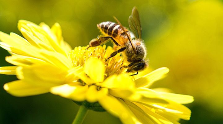 Deadliest Animals in Australia